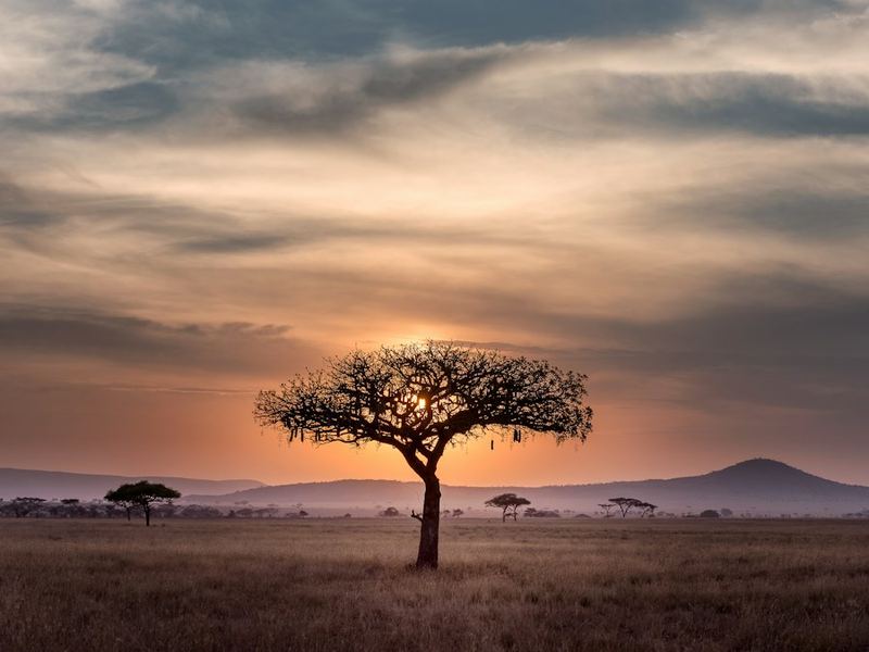 Sunset over the savanna